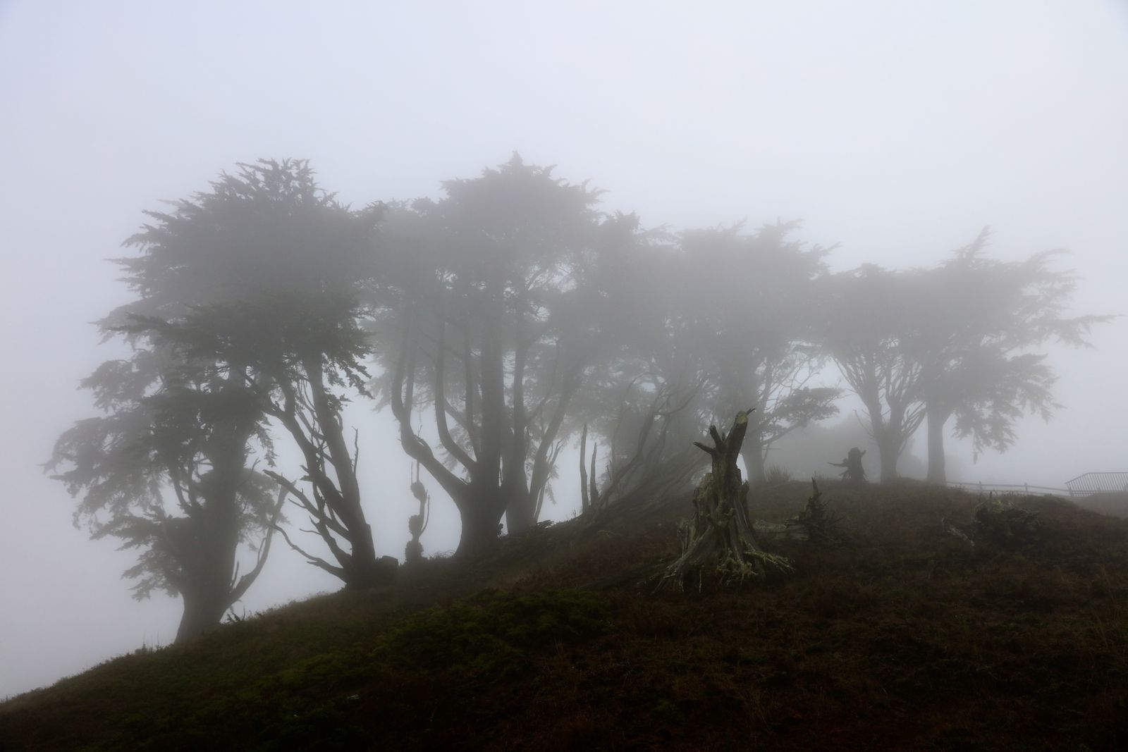 Whispering Fog's Embrace