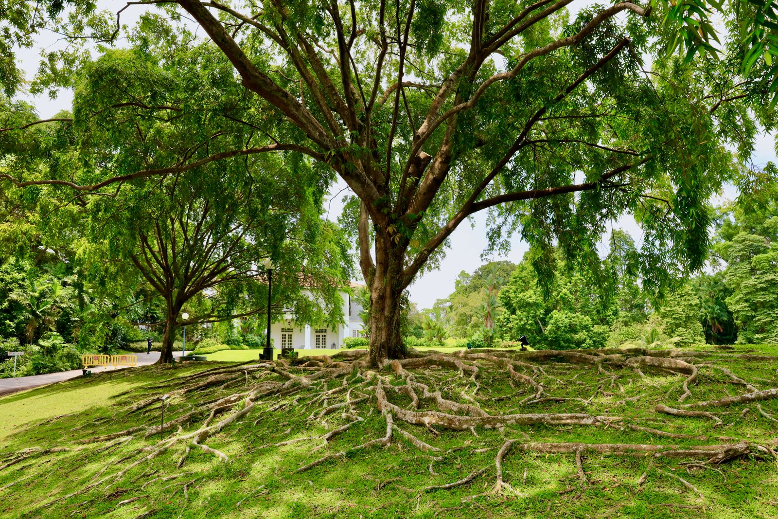 The Embrace of Roots