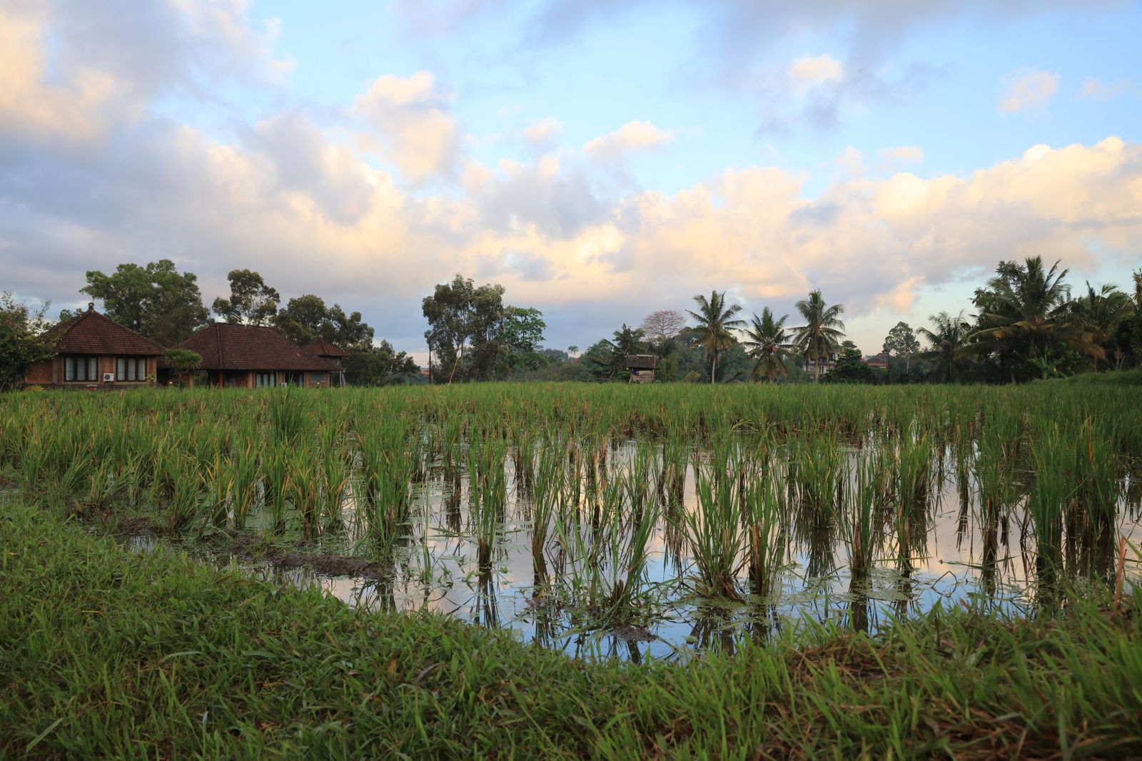 Reflections in Green