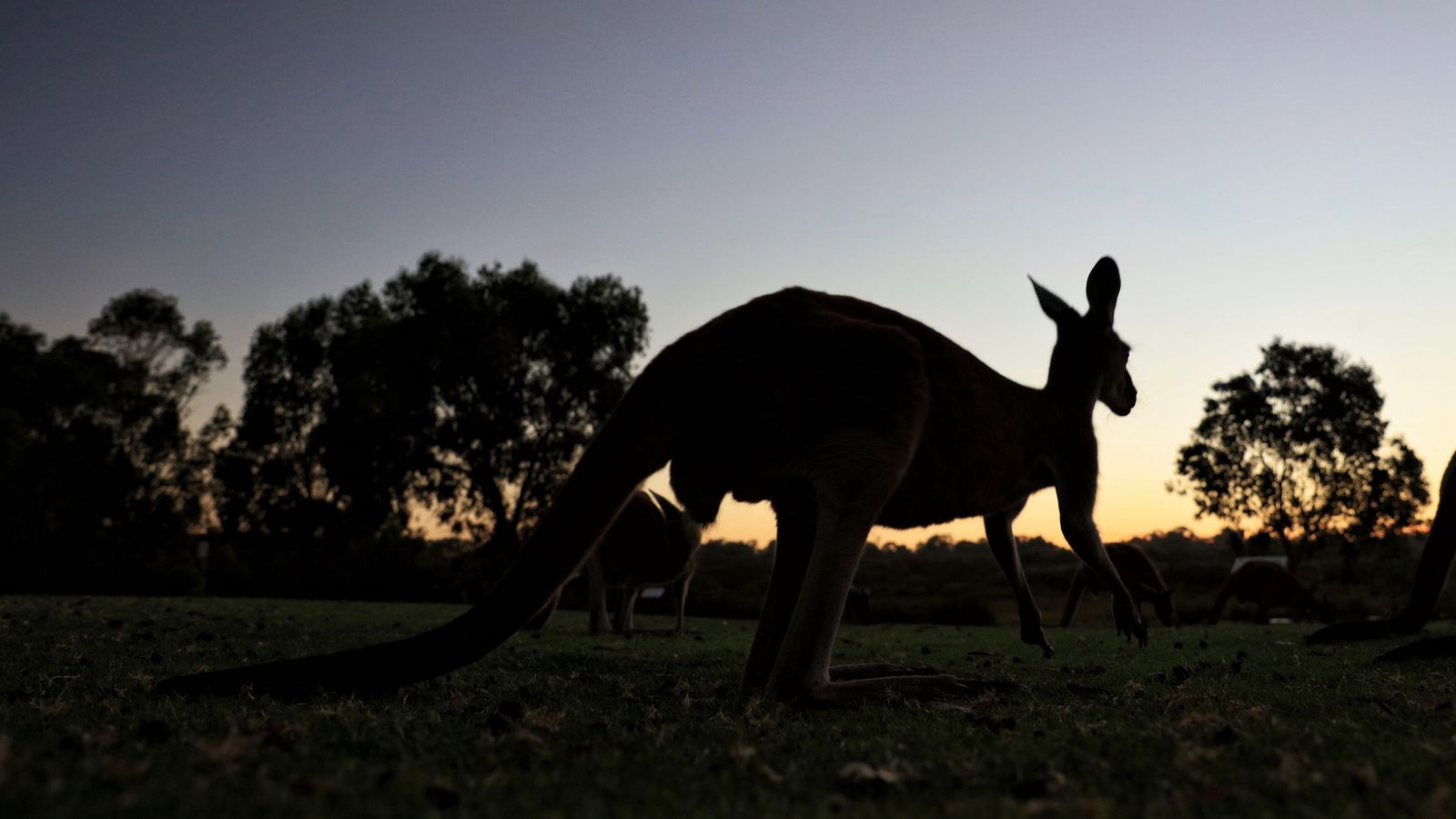 Twilight Among Giants