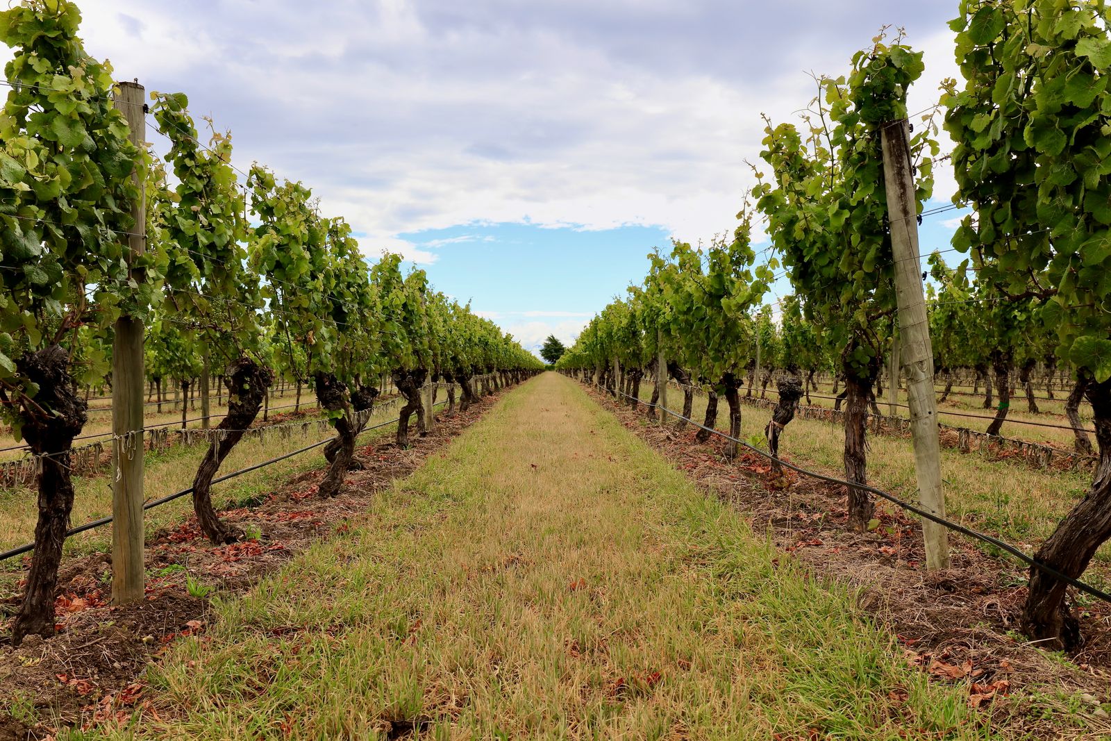 Pathway of Verdant Reverie