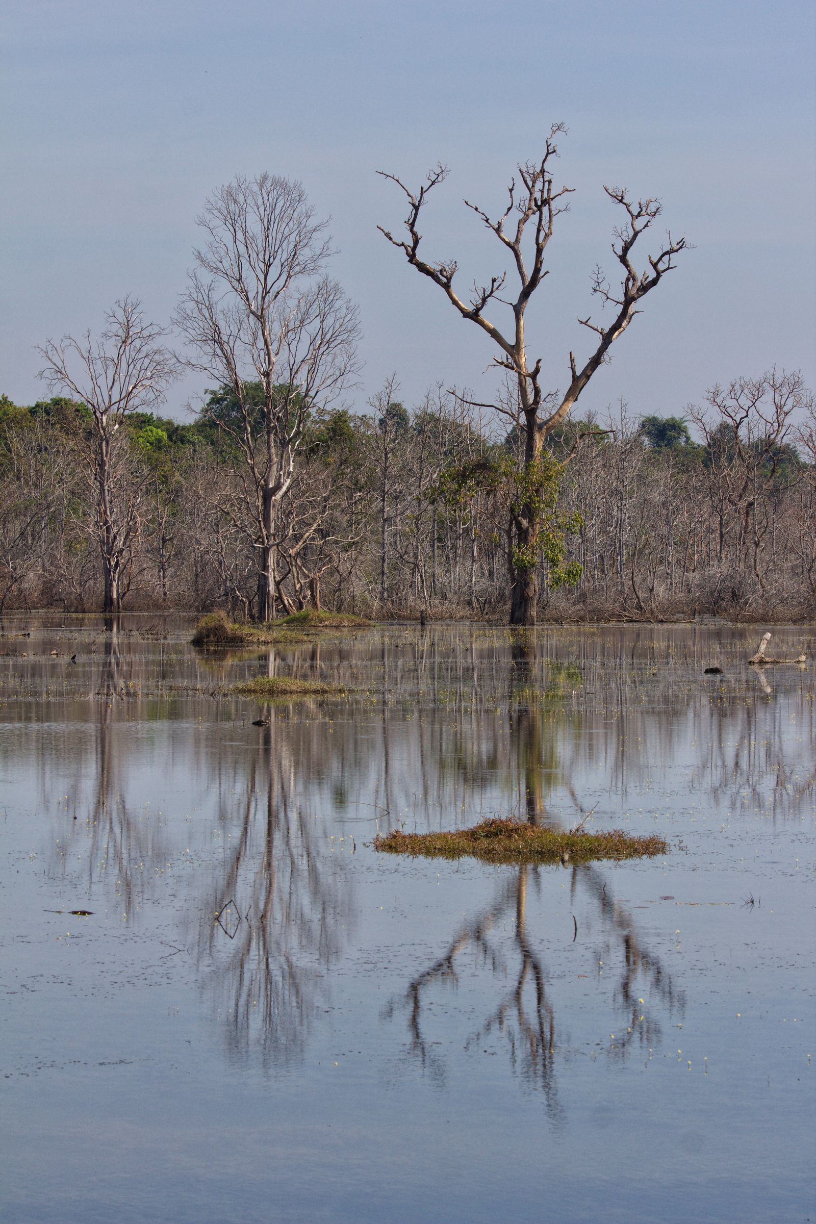 Reflections of Quiet Woods