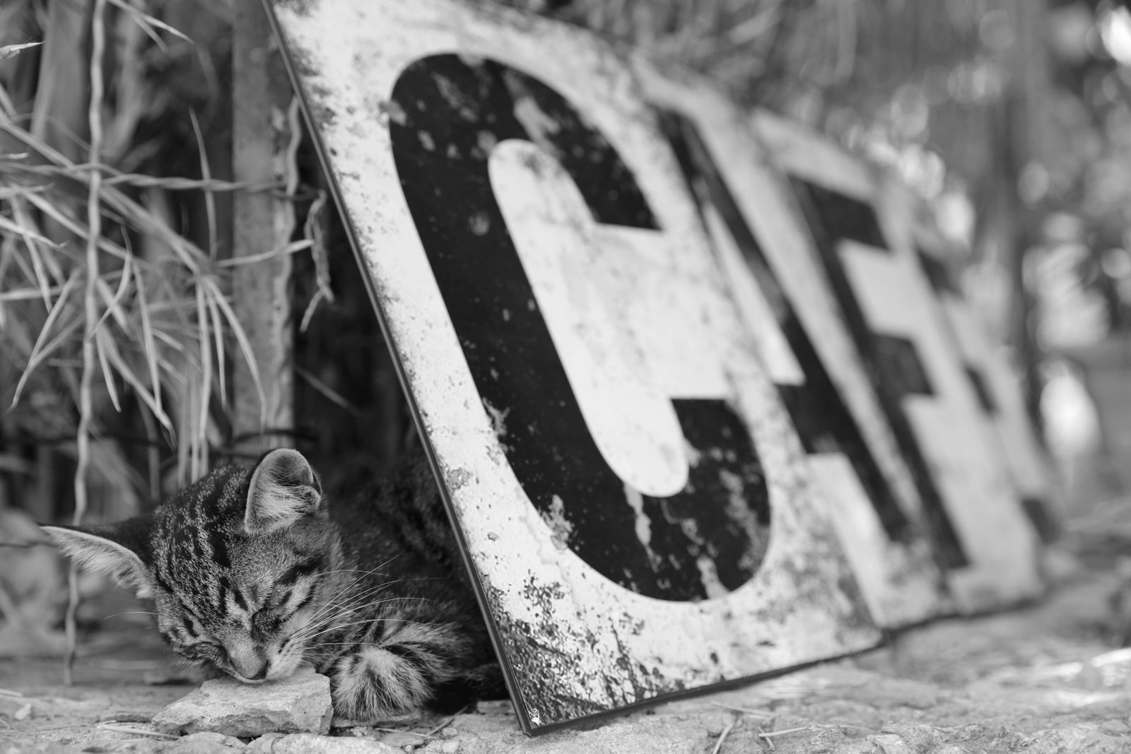 Whiskers and Weathered Signs