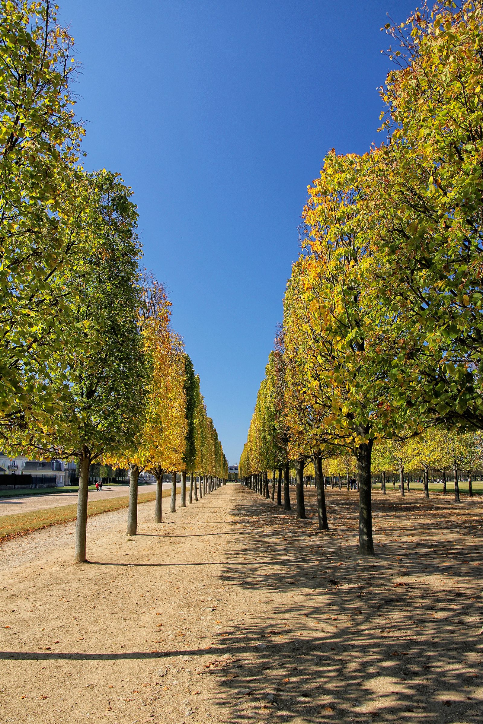 Pathway of Light and Shadow